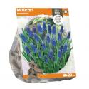 Baltus Muscari Armeniacum bloembollen per 20 stuks